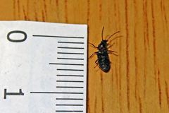 Ulodidae