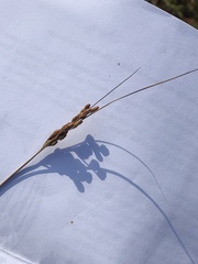 Juncus greenei