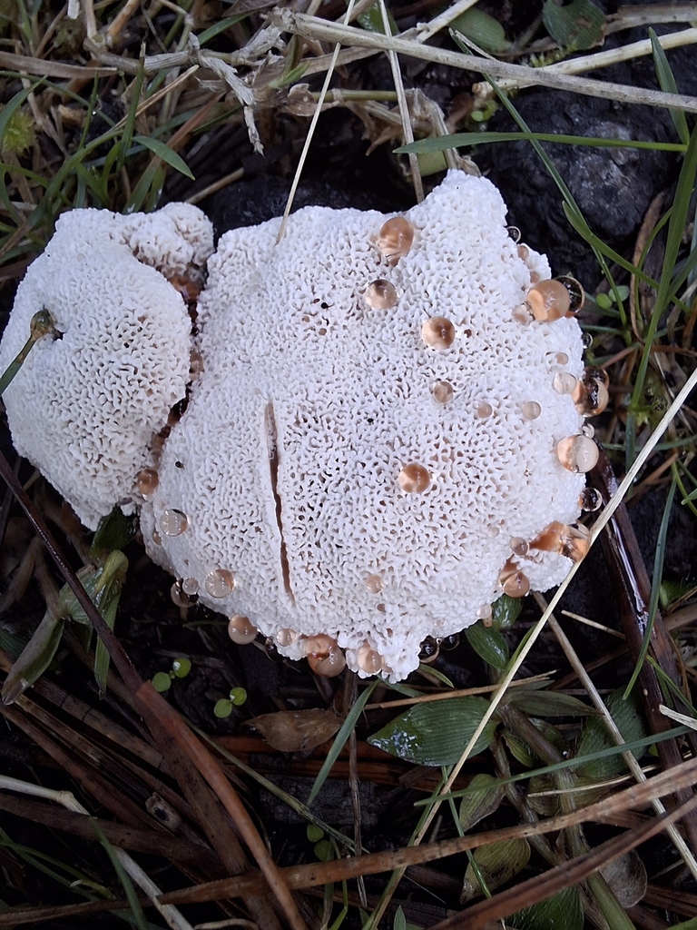 Abortiporus biennis · April 2025 · photo: © clianthus (iNaturalist, cc-by)