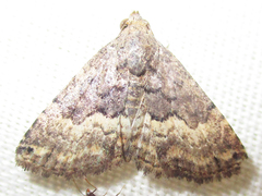 Eublemma nigrivitta