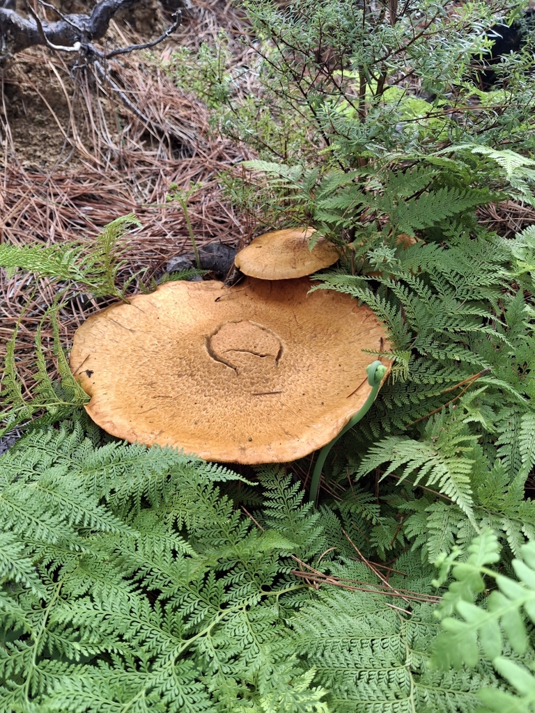 Gymnopilus junonius · April 2025 · photo: © clianthus (iNaturalist, cc-by)