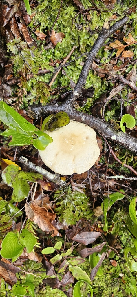 Russula purpureotincta · April 2025 · photo: © shane212 (iNaturalist, cc0)