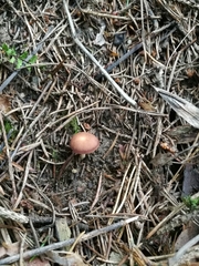 Gymnopus ocior