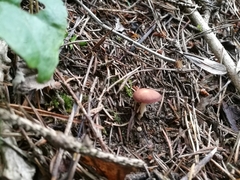 Gymnopus ocior