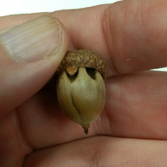 Callirhytis quercusoperator