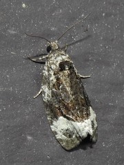 Apotomis capreana