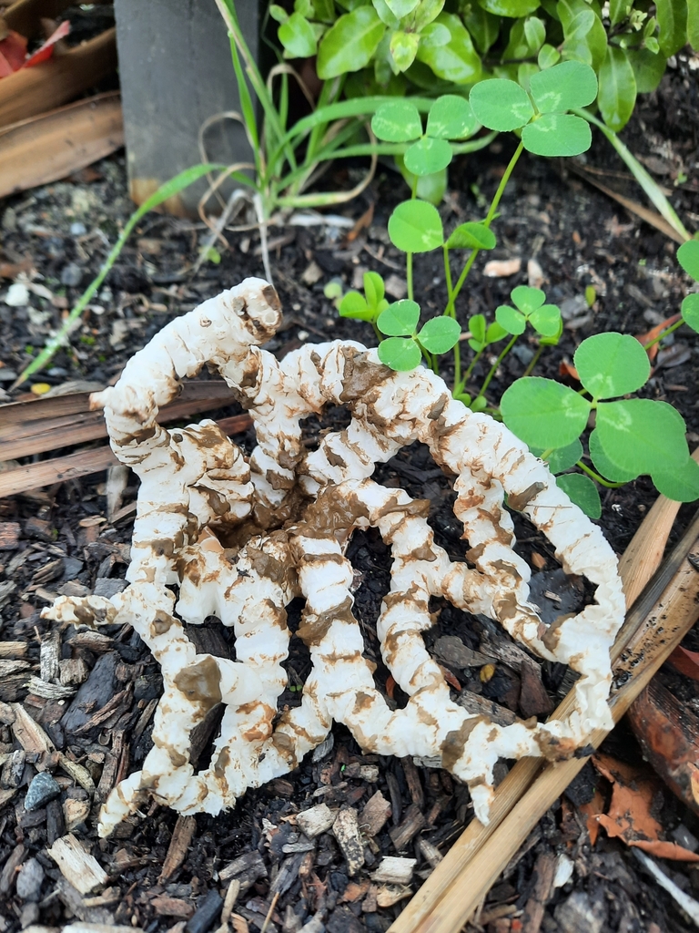 Ileodictyon cibarium · April 2025 · photo: © maxxrandomnumbers (iNaturalist, cc0)