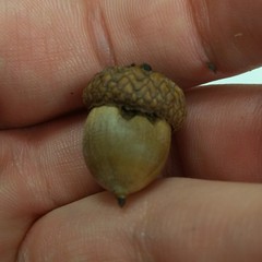 Callirhytis quercusoperator