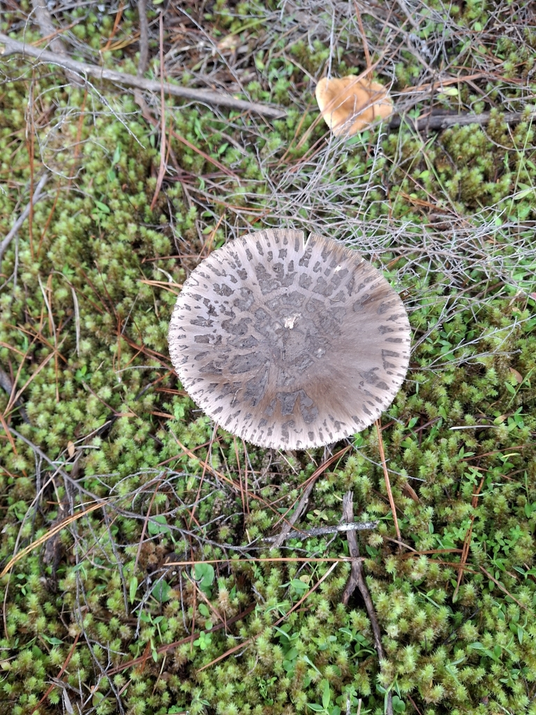 Amanita nothofagi · April 2025 · photo: © clianthus (iNaturalist, cc-by)