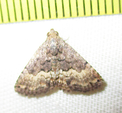 Eublemma nigrivitta