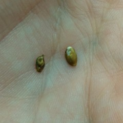 Callirhytis quercusoperator