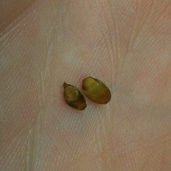 Callirhytis quercusoperator