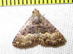 Eublemma nigrivitta