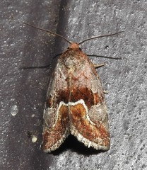 Deltote bellicula