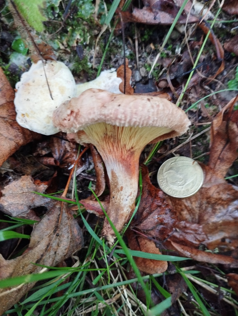 Paxillus ammoniavirescens · April 2025 · photo: © geoffr (iNaturalist, cc0)
