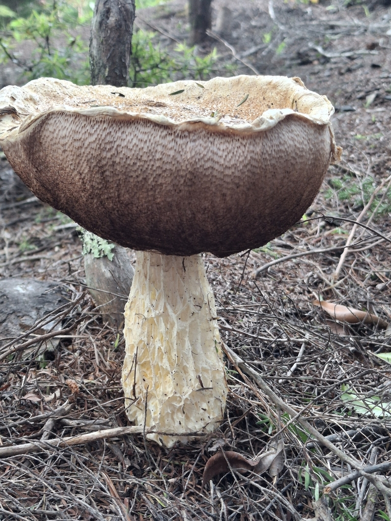 Austroboletus niveus · April 2025 · photo: © clianthus (iNaturalist, cc-by)