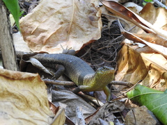 Trachylepis comorensis