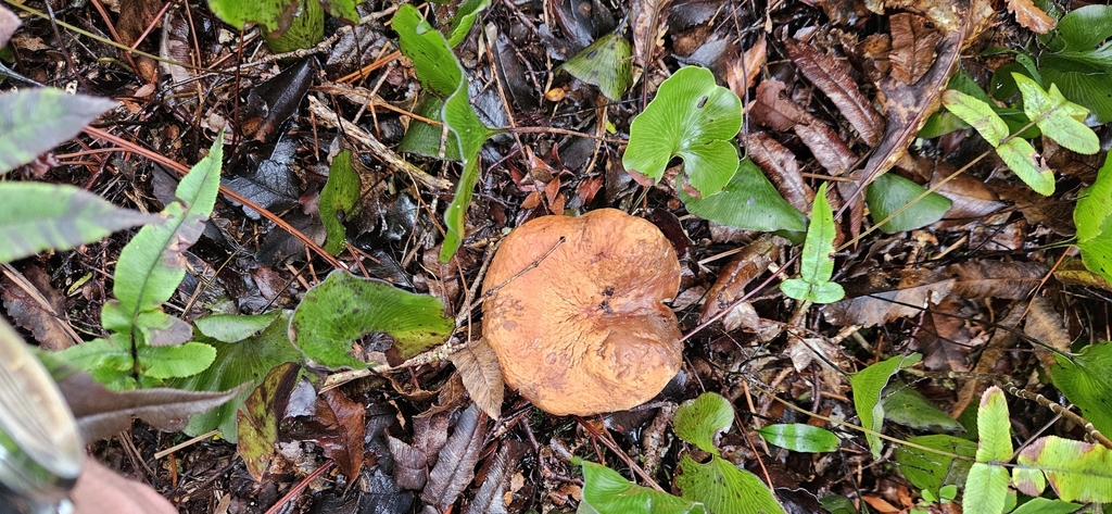 Lactifluus aurantioruber · April 2025 · photo: © shane212 (iNaturalist, cc0)
