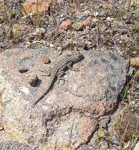 Western Fence Lizard