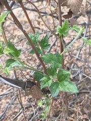 Clematis brachiata