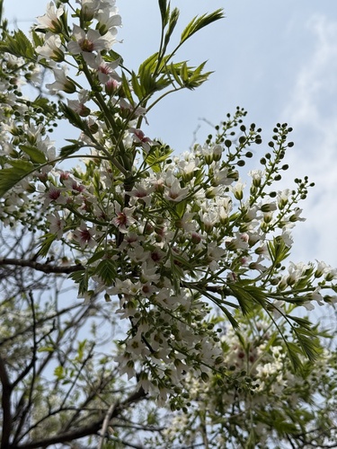 Xanthoceras sorbifolium, photograph 3