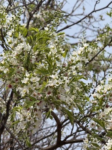 Xanthoceras sorbifolium, photograph 5