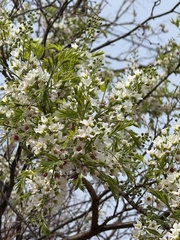 Xanthoceras sorbifolium, photograph (c) Jane Charlen, some rights reserved (CC BY)