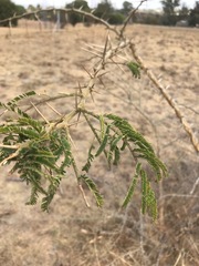 Vachellia sieberiana