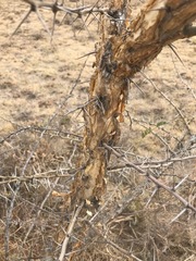Vachellia sieberiana