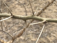 Vachellia sieberiana