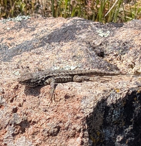 Western Fence Lizard