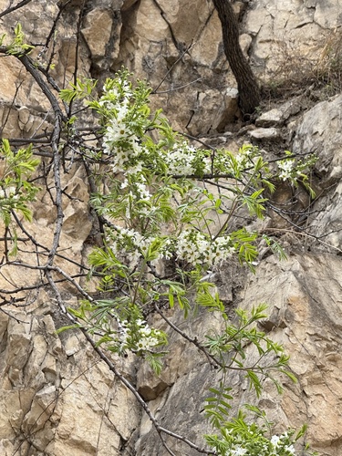Xanthoceras (Xanthoceras sorbifolium)