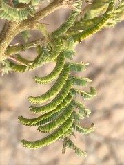 Vachellia sieberiana