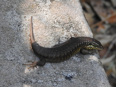 Trachylepis comorensis