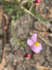 Nemesia fruticans