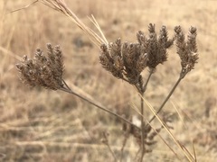 Verbena bonariensis