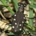 Ocellated Tiger Beetle - Photo (c) Rich Hoyer, some rights reserved (CC BY-NC-SA), uploaded by Rich Hoyer