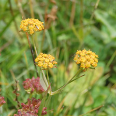 Bupleurum ranunculoides