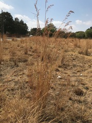 Hyparrhenia dregeana