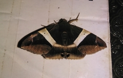 Bastilla praetermissa