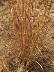 Hyparrhenia dregeana