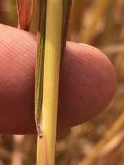 Hyparrhenia dregeana