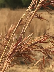 Hyparrhenia dregeana