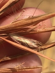 Hyparrhenia dregeana