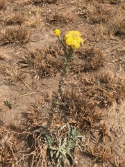Nidorella hottentotica