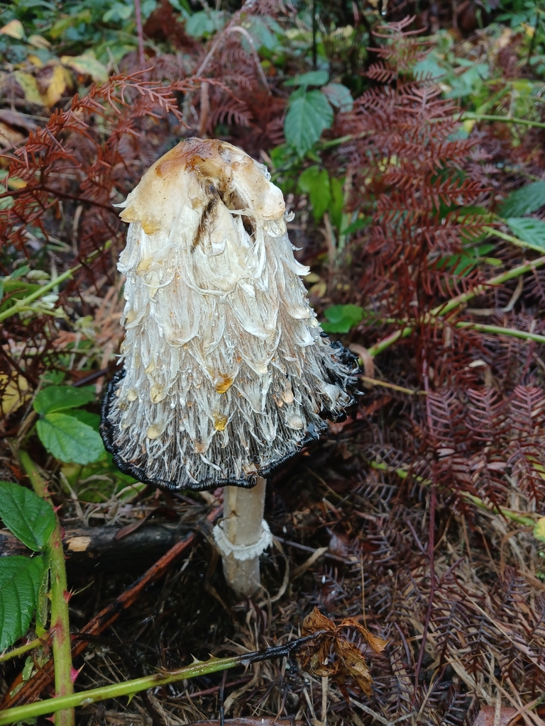 Coprinus comatus · April 2025 · photo: © ecoman (iNaturalist, cc-by)
