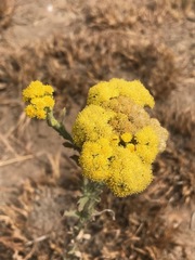 Nidorella hottentotica