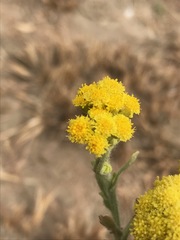Nidorella hottentotica