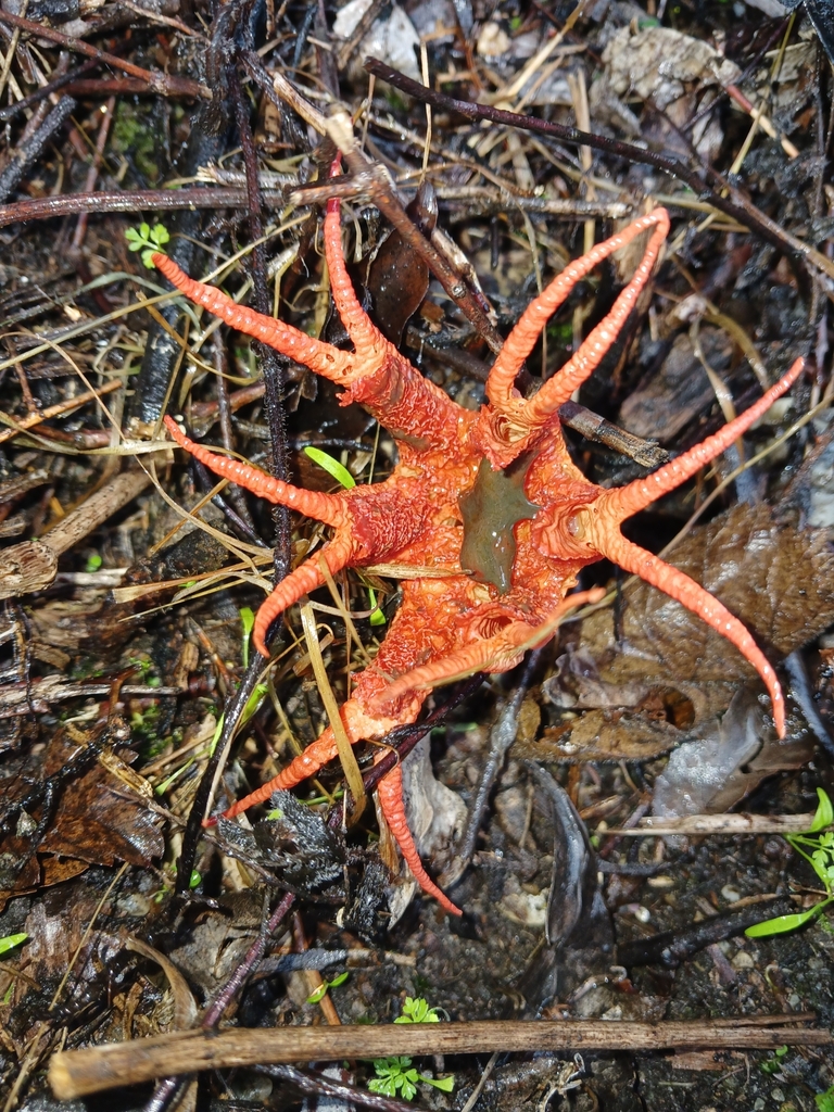 Aseroe rubra · April 2025 · photo: © ecoman (iNaturalist, cc-by)