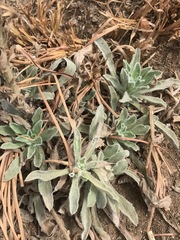 Nidorella hottentotica